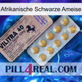 African Black Ant 41
